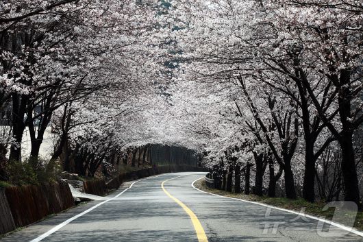1200여 그루의 벚나무가 심어진 하동 십리벚꽃길(하동군 제공)