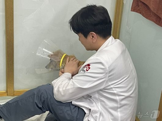 수의사가 산불 피해를 입은 강아지를 진료하고 있다(탑스동물메디컬센터 제공) ⓒ 뉴스1