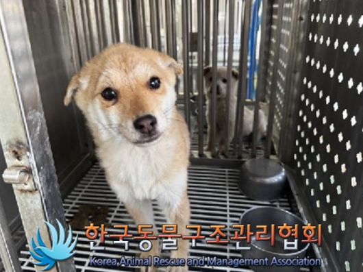 한국동물구조관리협회에 입소 당시 제니의 모습(사진 동물보호관리시스템) ⓒ 뉴스1