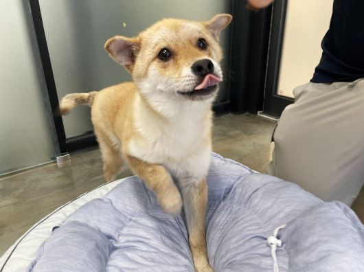 서울동물복지지원센터에서 보호 중인 제니 (센터 제공) ⓒ 뉴스1