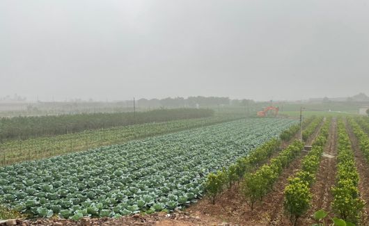 베트남 하노이 고산지대에 위치한 양배추 밭.(이랜드리테일제공)