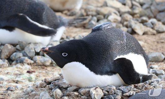 추적장치를 등에 부착한 아델리펭귄(극지연구소 제공)