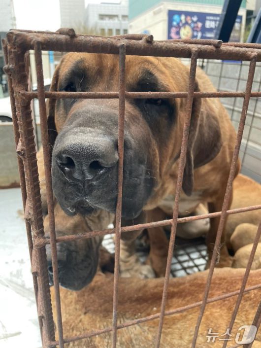 산불에서 살아남았지만 식용으로 팔려갈 뻔했던 개들(휴메인 월드 포 애니멀즈 제공). ⓒ 뉴스1