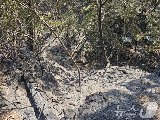 대구 북구 함지산 산불 이틀째인 29일 불길이 잡힌 숲이 검게 타 있다. 2025.4.29/뉴스1 ⓒ News1 신성훈 기자