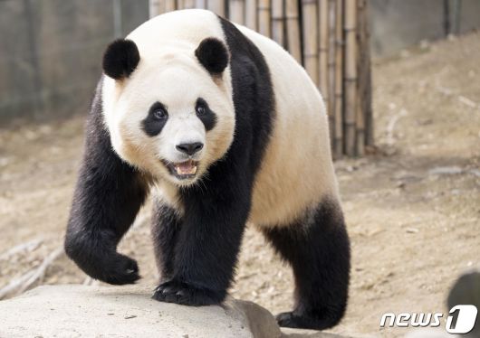 중국으로 떠나기 전 에버랜드 시절 푸바오의 모습. (삼성물산 제공) 2024.2.19/뉴스1