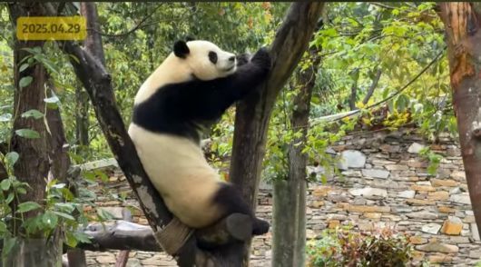 2025년 4월 29일 중국 쓰촨성 선수핑 기지에서 촬영된 푸바오의 모습. (출처 : 푸바오불꽃 X 계정)