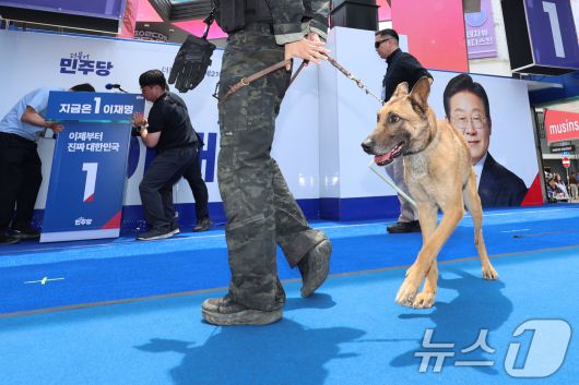 13일 대구 중구 동성로 광장에서 이재명 더불어민주당 대통령 후보의 집중유세 시작 전 경찰 특공대와 폭발물 탐지견이 수색을 하고 있다. (공동취재) 2025.5.13/뉴스1 ⓒ News1 안은나 기자
