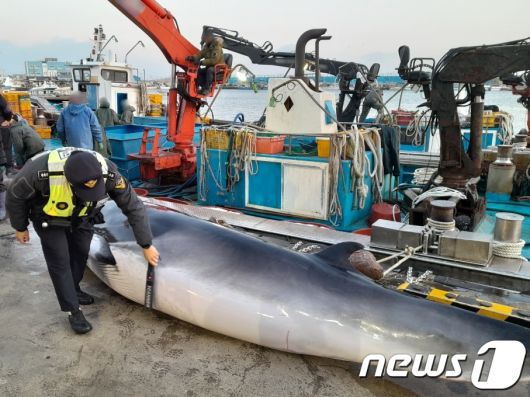 2023년 경북 포항시 남구 호미곶면 강사리 인근 해상에서 그물에 걸려 발견된 밍크고래. (포항해양경찰서 제공. 재판매 및 DB 금지)