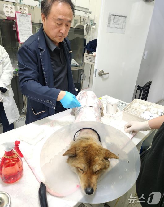 정인성 로얄동물메디컬센터 원장이 화상을 입은 개에게 항생제 연고를 도포하고 있다. 이번 산불 현장에서 구조된 동물들은 전체 체표면적의 20%이상이 화상을 입은 개체가 32%에 달했다. ⓒ 뉴스1 한송아 기자