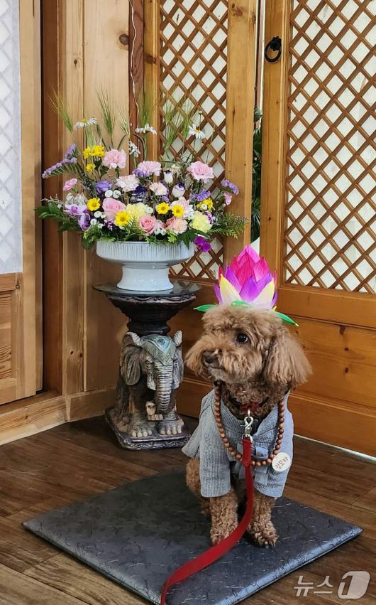 지난 24일 충북 증평 미륵사에서 열린 '댕플스테이'에 참가한 반려견이 연꽃 모자를 쓰고 있다.(증평군 제공, 재판매 및 DB금지)/뉴스1