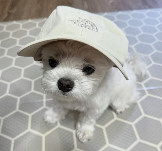 7살 몰티즈 크림이 (인스타그램 creammy_fresh 제공) ⓒ 뉴스1