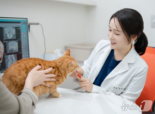 강지아 으뜸동물의료센터 원장이 고양이 진료를 보고 있다(동물병원 제공). ⓒ 뉴스1
