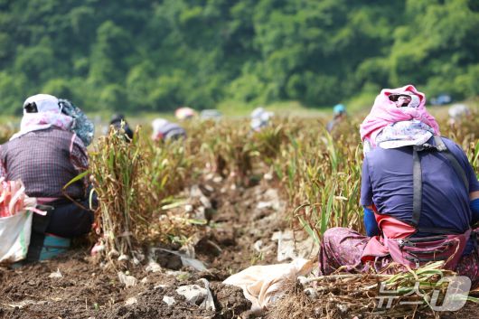 농민들이 단양군 어상천면의 한 마늘밭에서 마늘을 캐고 있다.2025.6.18./뉴스1 ⓒ News1 손도언 기자