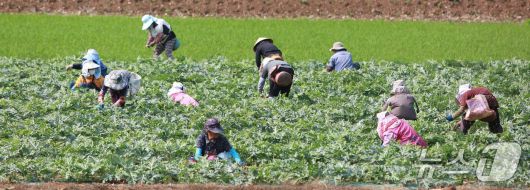 단양군 어상천면 주민 등이 노지 수박밭에서 수박 순을 따며 구슬땀을 흘리고 있다.(단양군 제공. 재판매 및 DB금지)/뉴스1