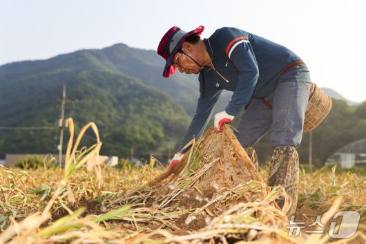 마늘캐는 김문근 단양군수. (단양군 제공. 재판매 및 DB금지)/뉴스1