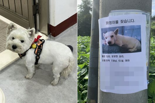 너무 귀여워서…동네 아이들이 데려갔다가 실종됐던 까멍이(심서현 제공)ⓒ 뉴스1