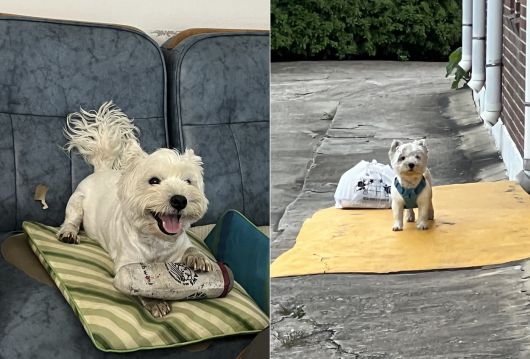 집안과 마당을 자유롭게 다니며 지내는 까멍(심서현 제공) ⓒ 뉴스1