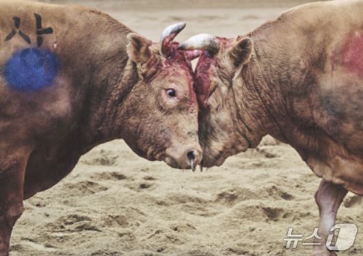 피투성이가 된 채 싸움을 이어가고 있는 소들(동물해방물결 제공) ⓒ 뉴스1