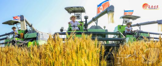 (평양 노동신문=뉴스1) = 북한 노동당 기관지 노동신문은 27일 "각지 농업부문 일꾼(간부)들과 근로자들이 애써 가꾼 밀, 보리를 허실없이 거두어들이기 위해 분발해 나섰다"라고 보도했다. 사진은 정주시 일해농장. [국내에서만 사용가능. 재배포 금지. DB 금지. For Use Only in the Republic of Korea. Redistribution Prohibited] rodongphoto@news1.kr