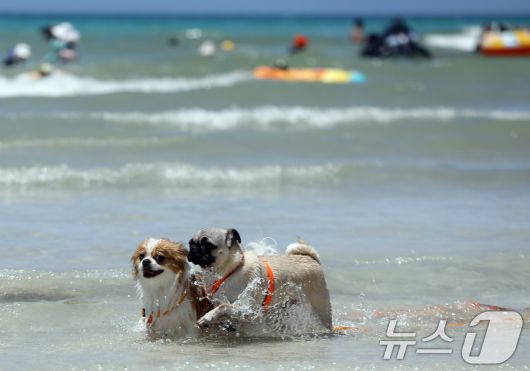 전국에 폭염특보가 발효된 6일 오후 제주시 함덕해수욕장 내 반려견 동반 해변인 '함도그비치'에서 반려견들이 물놀이를 하고 있다.2025.7.6/뉴스1 ⓒ News1 고동명 기자