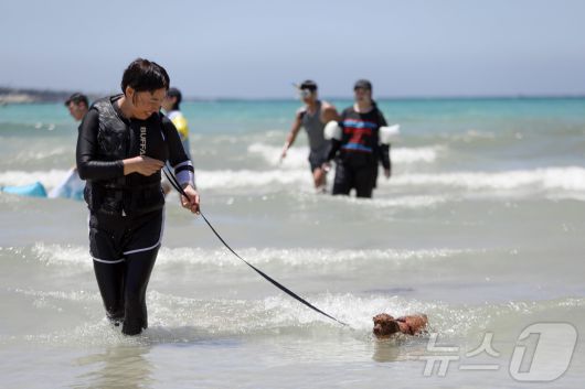 전국에 폭염특보가 발효된 6일 오후 제주시 함덕해수욕장 내 반려견 동반 해변인 '함도그비치'에서 반려인들이 반려견과 함께 물놀이를 하고 있다.2025.7.6/뉴스1 ⓒ News1 고동명 기자