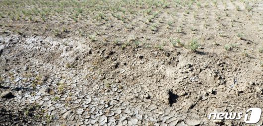 초기가뭄으로 갈라진 밭 2022.11.8/뉴스1 ⓒ News1 고동명 기자
