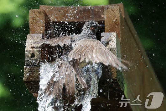 무더위가 이어진 8일 부산 남구 대연수목전시원에서 직박구리 한 마리가 물레방아에 흐르는 시원한 물에 날아들어 더위를 식히며 목욕을 하고 있다. 2025.7.8/뉴스1 ⓒ News1 윤일지 기자
