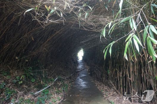 마을 뒤 신우대 숲길.  2025.7.11/뉴스1 ⓒ News1 조영석 기자