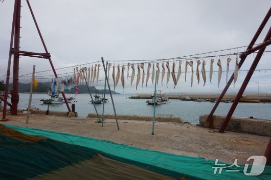 멸치떼를 따라 잡힌 우럭과 장어 등 '잡어'를  해풍에 말리고 있는 풍경. 2025.7.11/뉴스1 ⓒ News1 조영석 기자