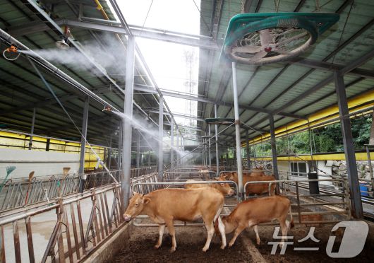 부산 기장군 장안읍 한 한우농가. 2025.7.10/뉴스1 ⓒ News1 윤일지 기자