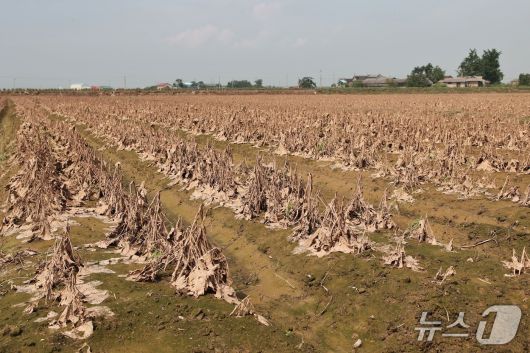논콩 피해 현장 모습(당진시 제공. 재판매 및 DB금지)2025.7.24/뉴스1