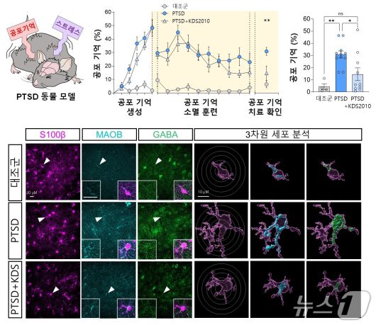 별세포 GABA 합성 저해제 KDS2010 투여 시 PTSD 동물 모델의 증상 개선을 나타낸 실험 결과(IBS 제공) /뉴스1