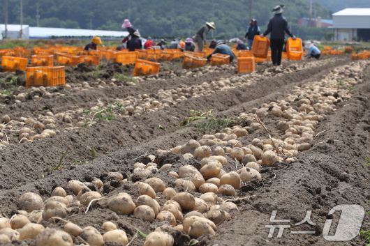 감자밭에서 외국인 계절근로자들이 감자를 수확하고 있다.  뉴스1 DB (사진은 기사와 무관함)