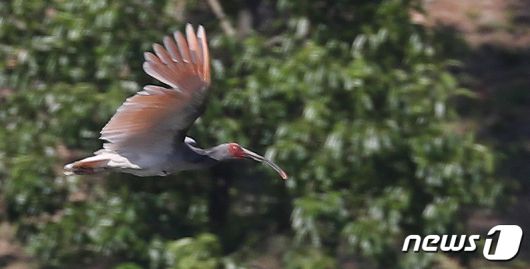 경남 창녕군 우포늪에 하늘을 나는 따오기 모습. (뉴스1DB) ⓒ News1 여주연 기자