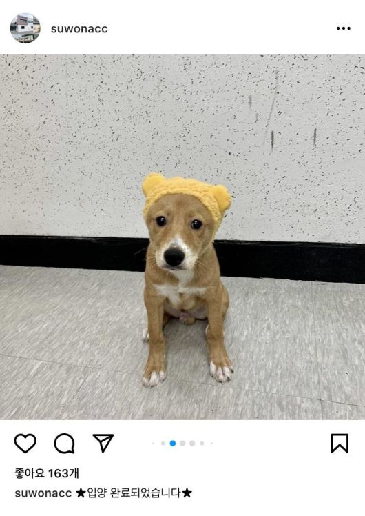 모루의 입양공고 사진(인스타그램 naaaa0_2 제공) ⓒ 뉴스1