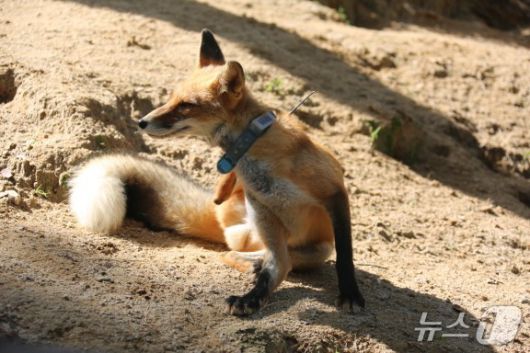 붉은여우 목에 GPS가 걸려있다. 여우의 행동 반경을 연구해 복원 사업을 위한 데이터를 수집한다.(국립공원공단 제공. 재판매 및 DB 금지)2025.8.12/뉴스1