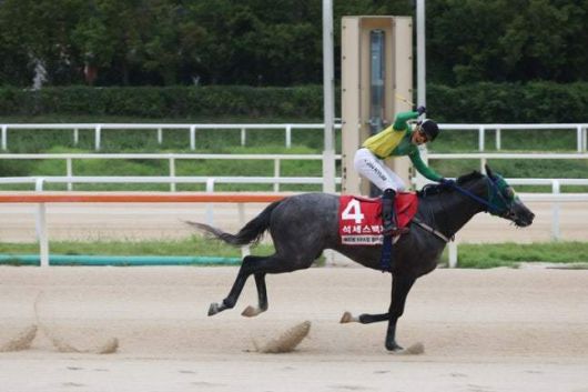 2025 코리아컵, 코리아스프린트에 출전 예정인 석세스백파. (한국마사회 제공. 재판매 및 DB 금지)