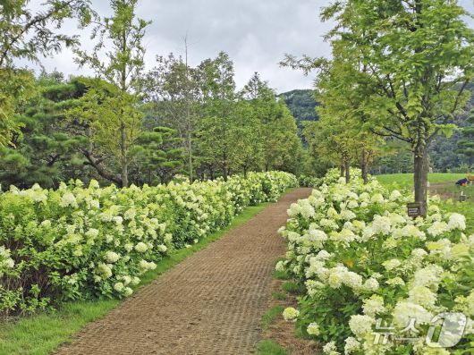 오는 19일 재개장하는 전북 임실군 옥정호 붕어섬에 수국이 활짝 폈다.(임실군제공. 재판매 및 DB금지)2025.8.17/뉴스1