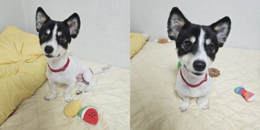 짧은 다리와 네 눈박이 무늬, 몸에 비해 큰 얼굴은 빙고만의 개성이다(동행 제공). ⓒ 뉴스1