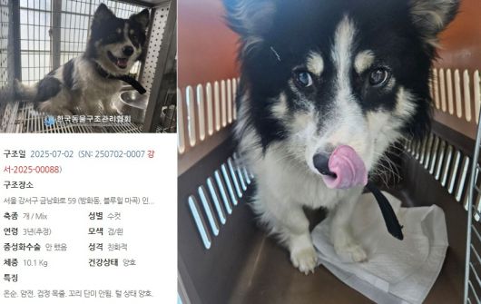 구조 당시 빙고의 모습(동행 제공) ⓒ 뉴스1