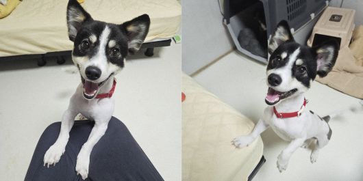 빙고는 사람을 잘 따르고 다른 개들과도 잘 지내는 등 유순한 성격을 지녔다(동행 제공). ⓒ 뉴스1