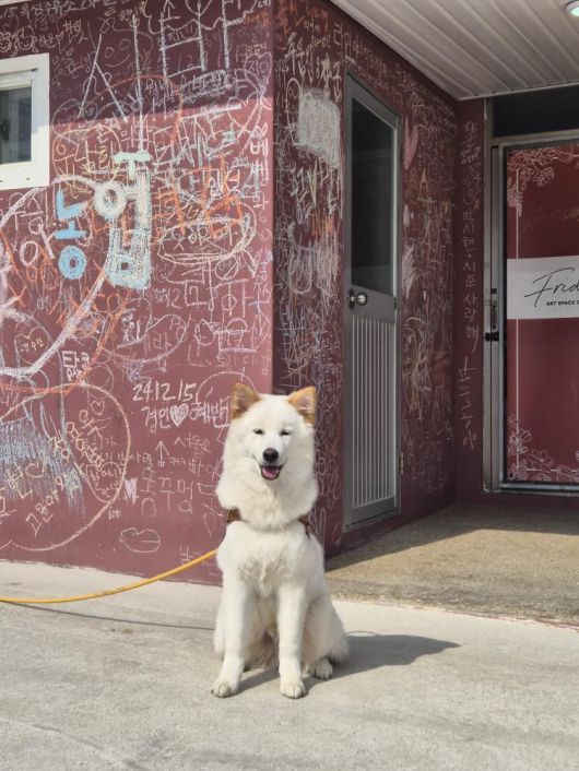 한 살 진도믹스견 행복이(인스타그램 lucky._1004 제공) ⓒ 뉴스1