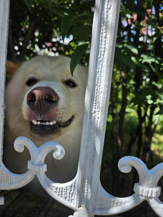 행복이(인스타그램 lucky._1004 제공) ⓒ 뉴스1