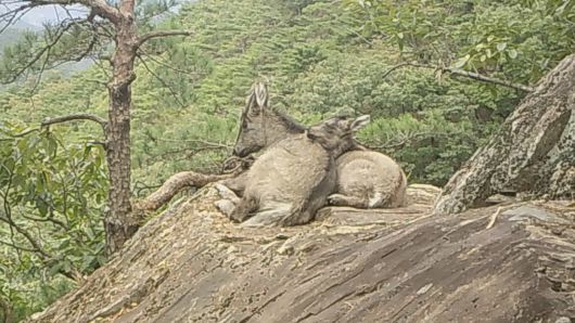 속리산 고지대 바위 위에서 휴식 하고 있는 어미 산양과 새끼 산양.(국립공원공단 제공) 2025.10.9 /뉴스1