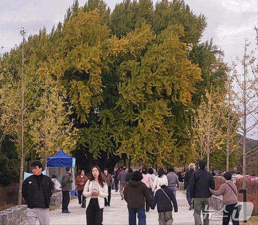 '2025 반계리 은행나무 축제'가 오는 2일 강원 원주시 문막읍 반계리 은행나무과장에서 열릴 예정인 가운데, 하루 전인 1일 오후에도 관광객들이 은행나무광장으로 몰려들었다. 2025.11.1/뉴스1 신관호 기자