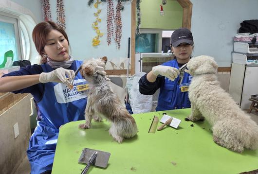 김동미 도그미 원장(왼쪽)과  김선영 퍼피썬 원장이 보호견들을 위한 미용 봉사를 하고 있다.  ⓒ 뉴스1 한송아 기자