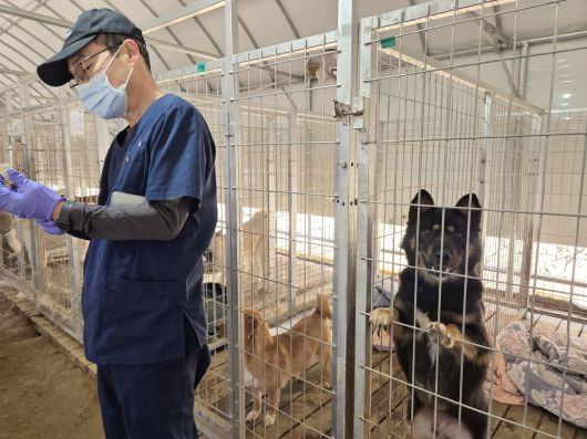 심항섭 경기도수의사회 총무가 예방접종을 준비하는 가운데, 보호견이 카메라를 쳐다보고 있다. ⓒ 뉴스1 한송아 기자