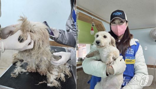 털이 심하게 엉켜있다 미용 봉사로 말끔해진 보호견이 배우 박서안 품에 안겨있다. ⓒ 뉴스1 한송아 기자