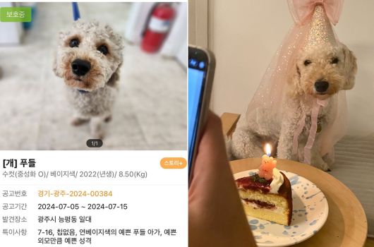 보호자는 크기가 크다는 이유로 보호소에서 입양을 가지 못하고 있던 순진이를 해막이에 이어 둘째로 입양했다(인스타그램 hammack.ieo 제공). ⓒ 뉴스1