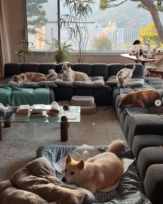 이상순 인스타그램